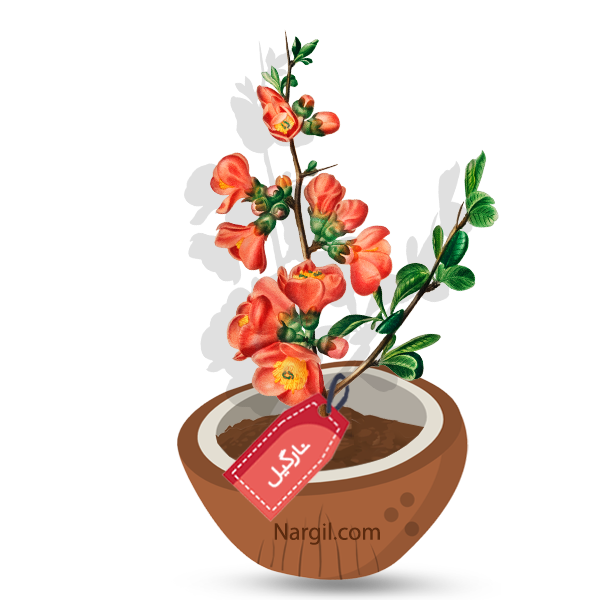 Nargil_Chaenomeles Japonica